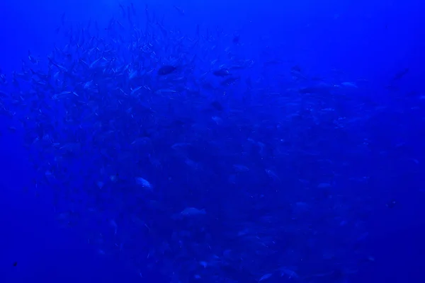 Mergulho Água Cena Mar Descanso Oceano Vida Selvagem Sob Água — Fotografia de Stock
