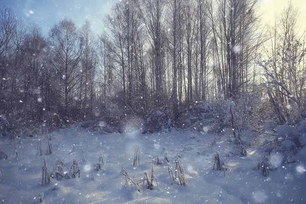 Winterlandschap Het Bos Sneeuwweer Januari Prachtig Landschap Het Besneeuwde Bos — Stockfoto