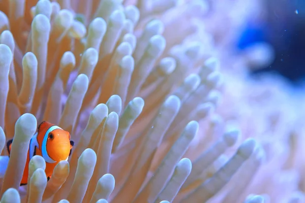 水下世界 蓝色海洋荒野 世界海洋 惊人的水下 — 图库照片