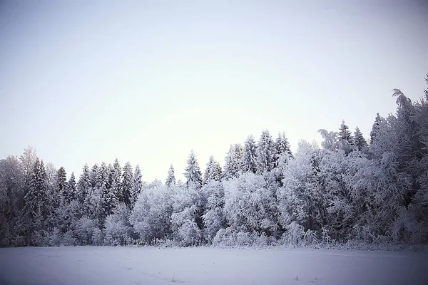 Paisaje Invernal Bosque Clima Nevado Enero Hermoso Paisaje Bosque Nevado — Foto de Stock