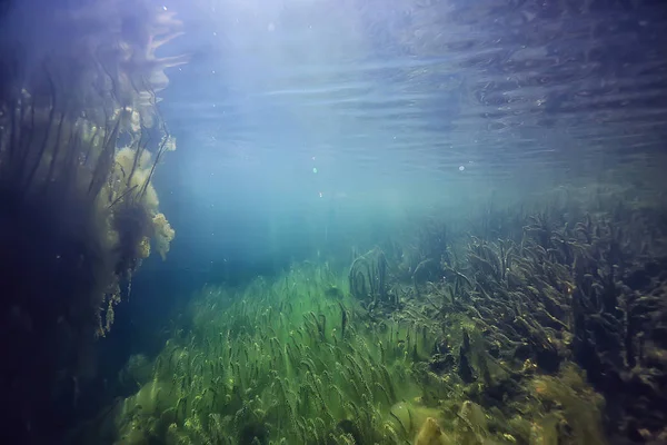 Subacqueo Verde Paesaggio Natura Subacquea Ecologia Lago Immersioni Subacquee — Foto Stock