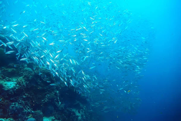 Mundo Submarino Mar Azul Desierto Océano Mundial Increíble Bajo Agua — Foto de Stock