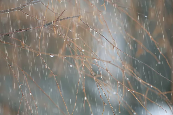 雨天的秋景在城市公园里 雨中的黄树 — 图库照片