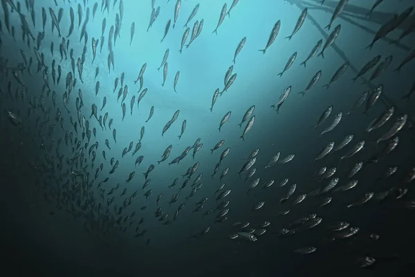 Écosystème Marin Vue Sous Marine Océan Bleu Nature Sauvage Dans — Photo