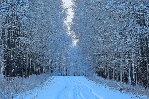 森の中の冬の風景 月の雪の天気 雪の森の美しい風景 北への旅 — ストック写真