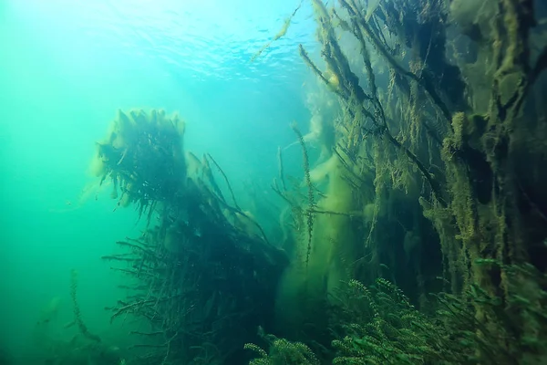 Mangroves Underwater Landscape Background Abstract Bushes Trees Water Transparent Water — Stock Photo, Image