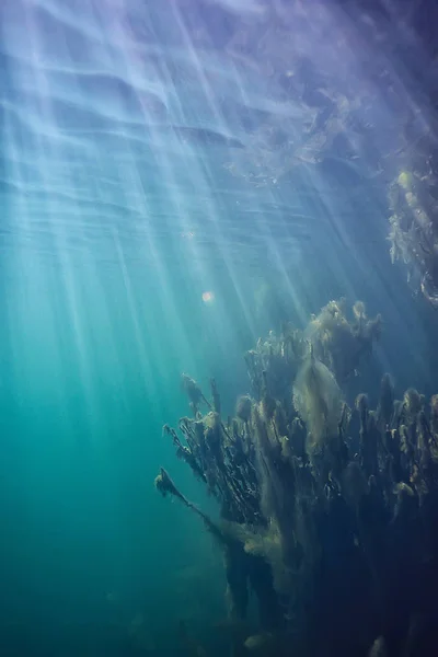 Überflutete Bäume Unter Wasser See Süßwasser Ökologie Schöne Landschaft — Stockfoto