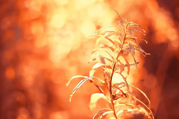 秋天风景背景与黄叶或阳光明媚的秋天天 太阳的光芒在日落在一个美丽的黄色森林 — 图库照片