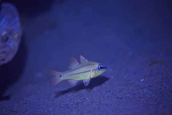 Кораловий Риф Під Водою Морська Коралова Лагуна Океанічна Екосистема — стокове фото