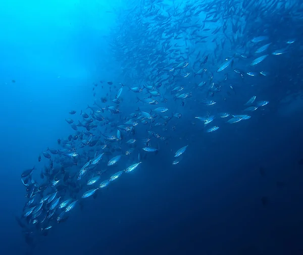 水中世界 青い海の荒野 世界の海 素晴らしい水中 — ストック写真