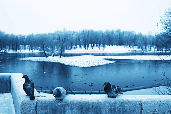 Uccelli Svernanti Gregge Uccelli Lago Invernale Uccelli Selvatici Sul Lago — Foto Stock