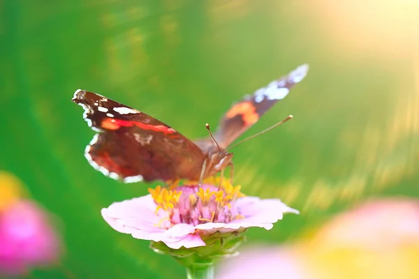 Papillon Sur Une Fleur — Photo