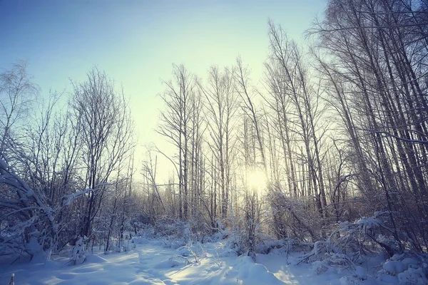 Vinter Den Ryska Byn Vinter Landskap Skog Ryssland Snötäckta Träd — Stockfoto