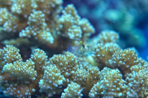 Korallzátony Víz Alatti Lagúna Korallok Víz Alatti Táj Snorkeling Utazás — Stock Fotó