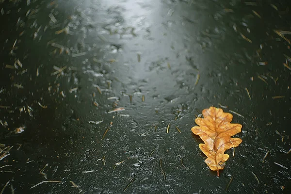 Pád Mokrého Listí Pozadí Podzimního Pozadí Žluté Listy Spadly Stromů — Stock fotografie
