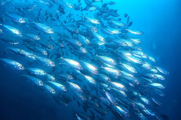 Sacco Piccoli Pesci Mare Sotto Acqua Colonia Pesci Pesca Oceano — Foto Stock