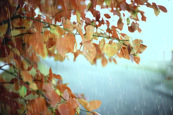 都市公園の雨の日の秋の風景 雨の中の黄色い木 — ストック写真