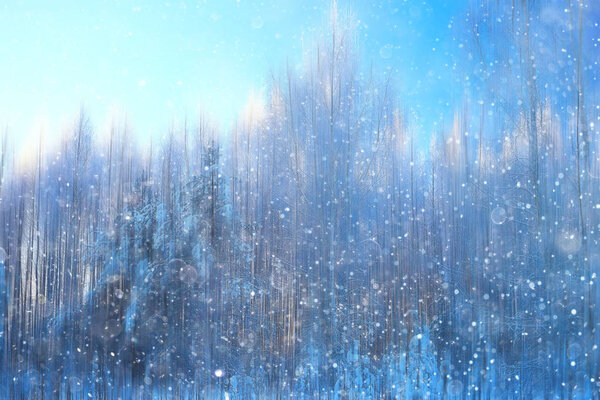 forest snow blurred background / winter landscape snow-covered forest, trees and branches in winter weather