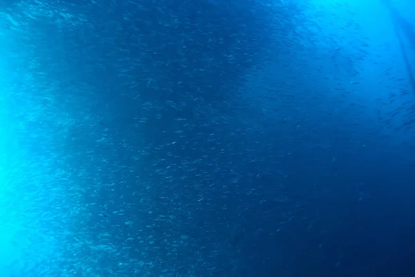 Sok Kis Halat Tengerben Víz Alatt Hal Kolónia Horgászat Óceán — Stock Fotó