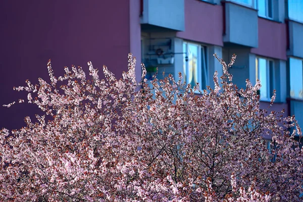 Tender Lentebloemen Achtergrond Mooie Foto Van Bloeiende Takken — Stockfoto