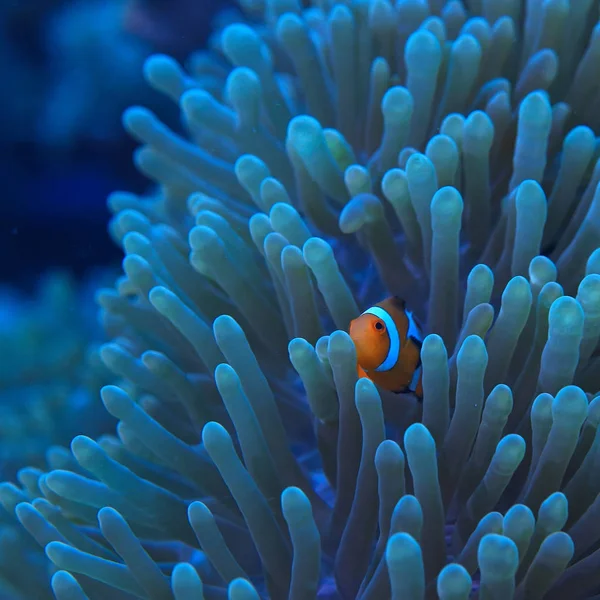 Pez Payaso Arrecife Coral Macro Escena Submarina Vista Peces Coral — Foto de Stock