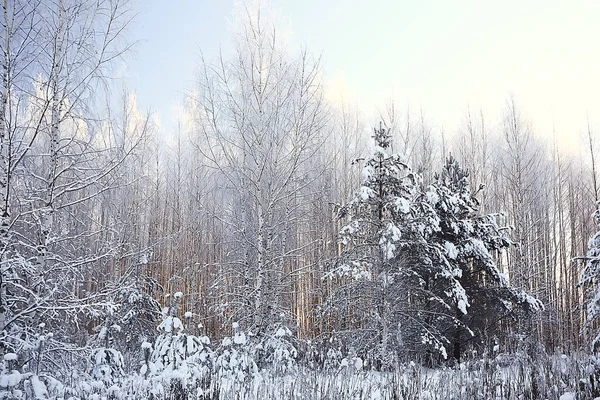 Vinter Park Stadsbilden Vinter Väder Landskap Snö Stad Träd Stads — Stockfoto