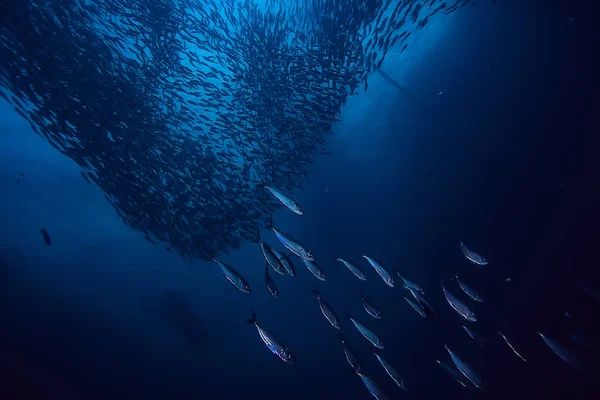 Beaucoup Petits Poissons Dans Mer Sous Eau Colonie Poissons Pêche — Photo
