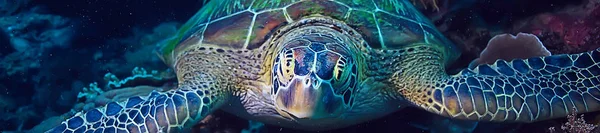 sea turtle underwater / exotic nature sea animal underwater turtle