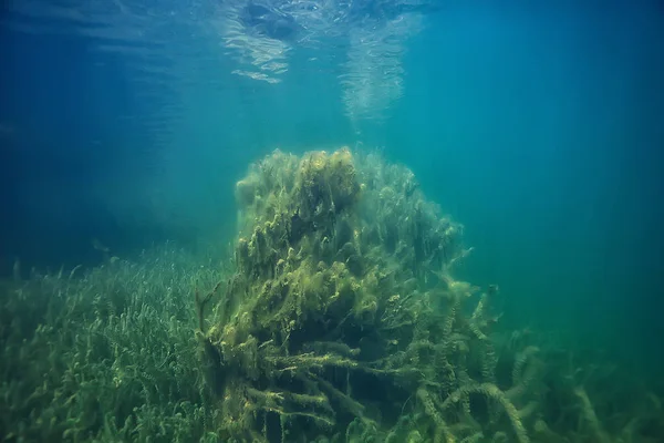 See Unterwasserlandschaft Abstrakt Blaues Transparentes Wasser Öko Naturschutz Unter Wasser — Stockfoto