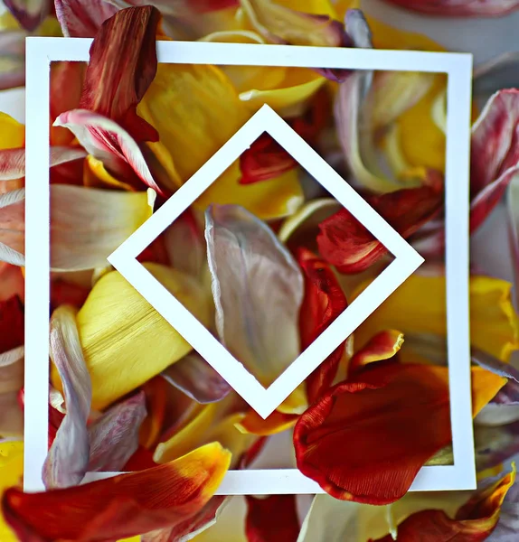 五颜六色的花瓣框架背景 抽象春天背景 花领域 — 图库照片