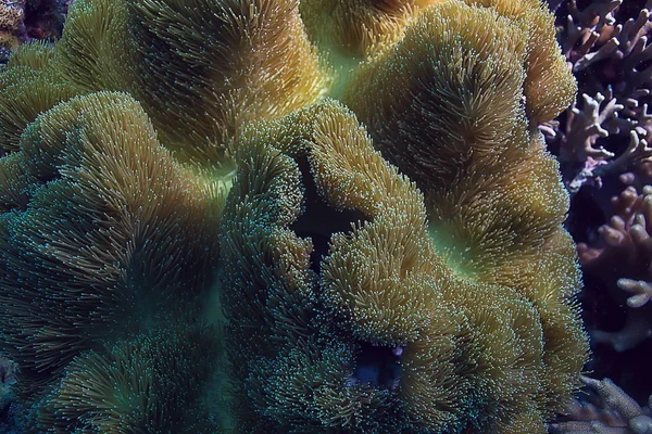Macro Texture Della Barriera Corallina Ecosistema Marino Astratto Sullo Sfondo — Foto Stock