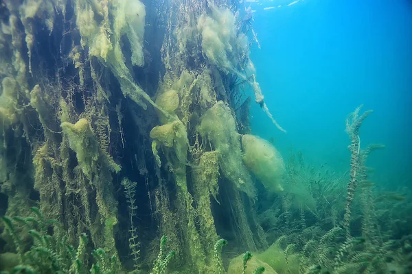 Mangroves Sualtı Peyzaj Arka Plan Soyut Çalılar Ağaçlar Şeffaf Doğa — Stok fotoğraf