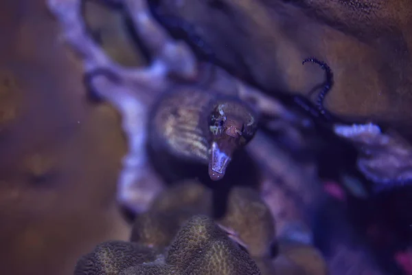 moray eel under water / beautiful sea underwater view