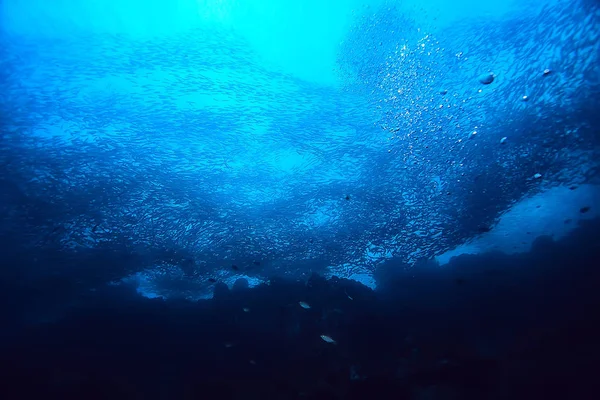 魚のコロニーの下で海の小さな魚の多く 海の野生動物のシーン — ストック写真
