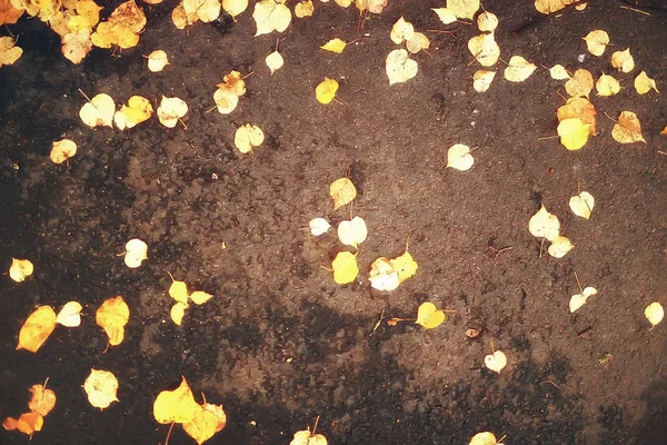 Herbst Nasse Blätter Hintergrund Herbst Hintergrund Gelbe Blätter Fallen Von — Stockfoto