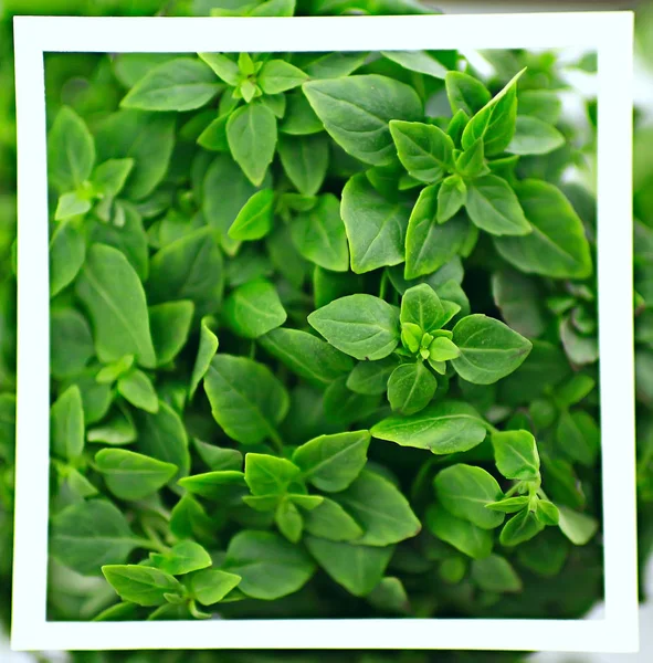 Πράσινα Φύλλα Πλαίσιο Αφηρημένο Φόντο Ασυνήθιστο Πράσινο Φόντο Φύση Έννοια — Φωτογραφία Αρχείου