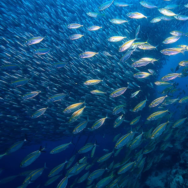 Scad Pamb Unter Wasser Meer Ökosystem Große Fischschwärme Auf Blauem — Stockfoto