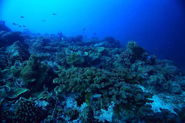 Ecossistema Marinho Vista Subaquática Oceano Azul Natureza Selvagem Mar Fundo — Fotografia de Stock