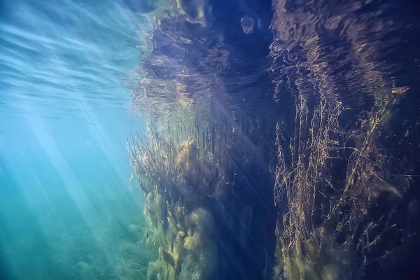 Sun Rays River Underwater Landscape Abstract Underwater Landscape Plants Fresh — Stock Photo, Image