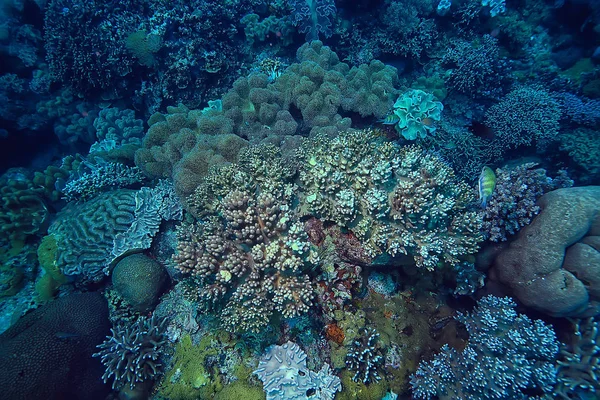 サンゴ礁のマクロ テクスチャー サンゴ礁の抽象的な海洋生態系の背景 — ストック写真