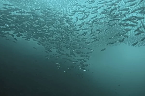 Mye Småfisk Havet Vann Fiskekoloni Fiske Havlevende Dyr – stockfoto