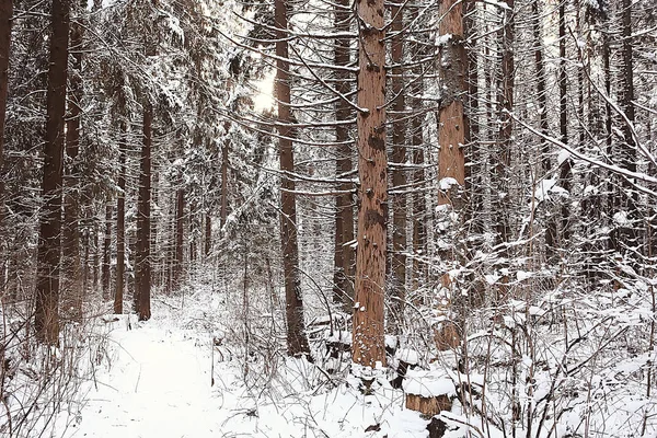 Winter Russischen Dorf Winterlandschaft Wald Russland Schneebedeckte Bäume Der Provinz — Stockfoto