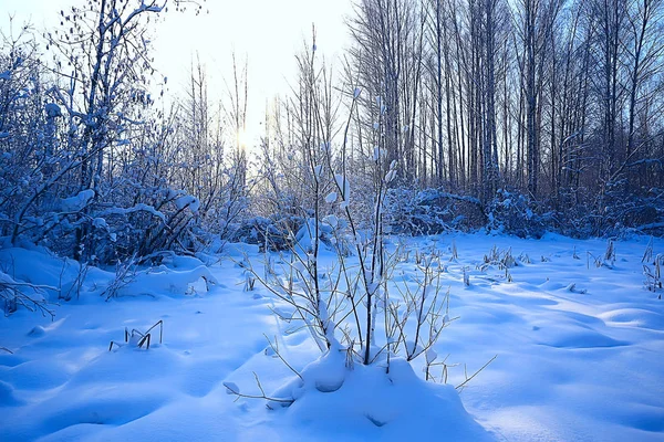 森の中の冬の風景 月の雪の天気 雪の森の美しい風景 北への旅 — ストック写真