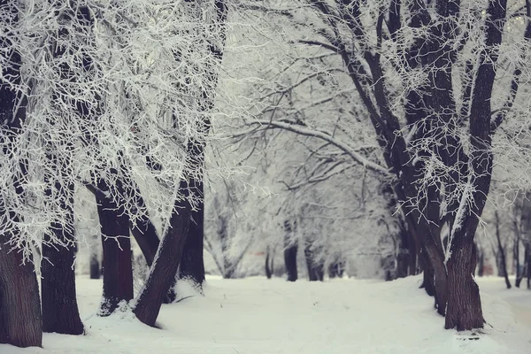 Park Zimowy Pejzaż Miejski Zimie Krajobraz Śniegu Miasto Drzewa Parku — Zdjęcie stockowe