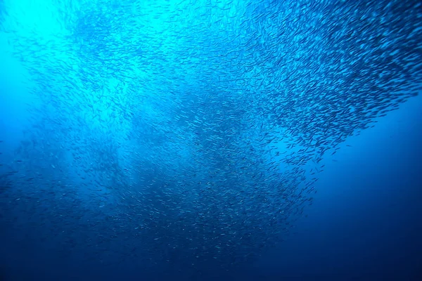 海洋中的许多小鱼在水下 海洋野生动物现场 — 图库照片