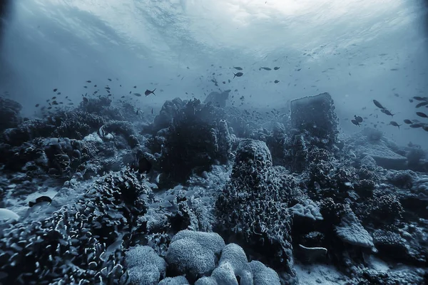 Κοραλλιογενή Ύφαλο Υποβρύχια Θαλάσσια Κοραλλιογενή Λιμνοθάλασσα Ωκεάνιο Οικοσύστημα — Φωτογραφία Αρχείου