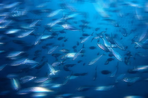 Sacco Piccoli Pesci Mare Sotto Acqua Colonia Pesci Pesca Oceano — Foto Stock