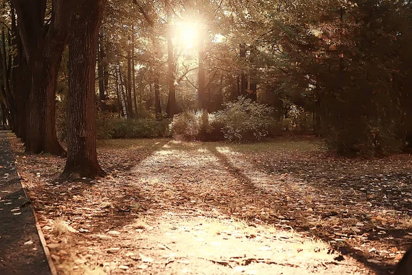 Ścieżka Jesienny Park Jesienny Krajobraz Żółty Park Jesienią Drzew Liści — Zdjęcie stockowe