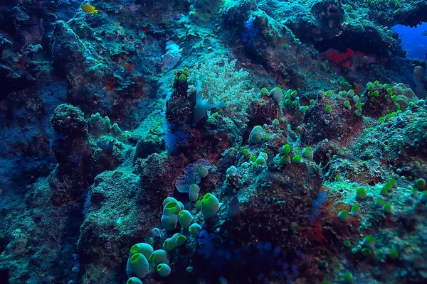 Barriera Corallina Laguna Corallina Sottomarina Marina Ecosistema Oceanico — Foto Stock