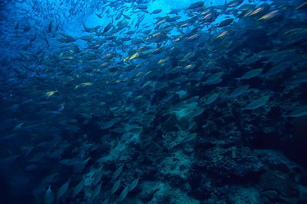 Scad Jamb Water Sea Ecosystem Large School Fish Blue Background — Stock Photo, Image